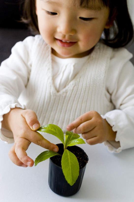 东方人,儿童,头发,一个人,坐,笑,摸,微笑,露齿笑,竖图,俯视,室内,白天,纯洁,植物,叶子,亚洲,仅一个女性,仅一个人,抚摸,握,服装,盆栽,绿叶,盆景,拿,拿着,注视,休闲装,黄种人,一个,小孩,衣服,绿色,白色,黑色,自然,低头,观察,看,仅一个小孩,休闲,休闲服,嫩叶,可爱,童年,童趣,握着,服饰,生长,单个,成长,观看,察看,关注,童真,烂漫,无邪,天真,女孩,女人,女性,亚洲人,孩子,长发,叶,叶片,触摸,接触,坐着,半身,彩图,高角度拍摄,女生