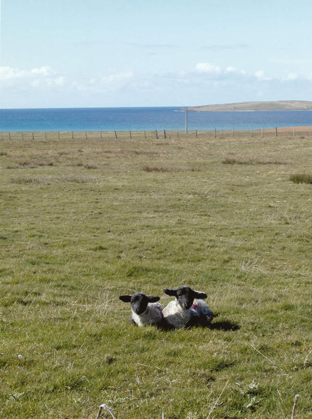 无人,竖图,俯视,室外,白天,旅游,度假,草地,草坪,海浪,海洋,美景,植物,羊,英国,欧洲,阴影,光线,影子,景观,浪花,云,云朵,云彩,注视,娱乐,苏格兰,草,蓝色,绿色,黑色,白云,蓝天,天空,阳光,自然,海水,动物,天,观察,看,趴着,两只,享受,休闲,家畜,景色,放松,牲畜,观看,察看,西欧,关注,自然风光,大不列颠,海景,大不列颠及北爱尔兰联合王国,大不列颠联合王国,日不落英帝国,大海,风浪,海,海水的波动,近岸浪,涌浪,绵羊,趴,彩图,高角度拍摄