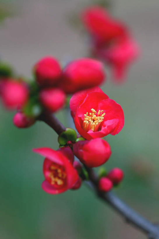 无人,竖图,俯视,室外,白天,旅游,度假,美景,阴影,盛开,光线,影子,景观,梅花,枝条,花蕾,娱乐,花,花瓣,花朵,鲜花,红色,阳光,自然,花苞,花蕊,享受,休闲,景色,放松,高雅,坚强,自然风光,梅,红梅,彩图,高角度拍摄