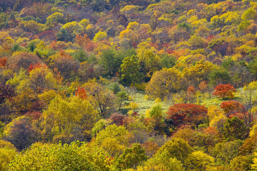 无人,横图,俯视,室外,白天,旅游,度假,草地,草坪,美景,森林,树林,植物,日本,亚洲,阴影,光线,影子,景观,娱乐,草,树,树木,绿色,阳光,自然,享受,休闲,景色,放松,生长,成长,自然风光,东亚,本州,本州岛,日本国,岩手,岩手县,东北地方,彩图,高角度拍摄
