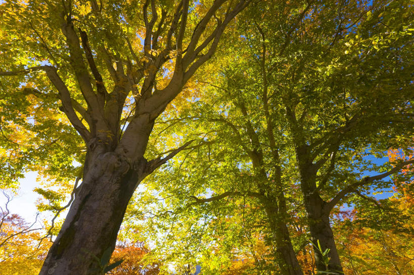 无人,横图,室外,白天,仰视,旅游,度假,草地,草坪,美景,山,山脉,植物,秋田县,日本,亚洲,阴影,光线,影子,景观,山峰,云,云朵,山峦,云彩,娱乐,草,树,树木,蓝色,绿色,白云,蓝天,天空,阳光,自然,群山,天,享受,休闲,景色,放松,生长,成长,自然风光,东亚,本州,本州岛,日本国,秋田,东北地方,彩图,低角度拍摄