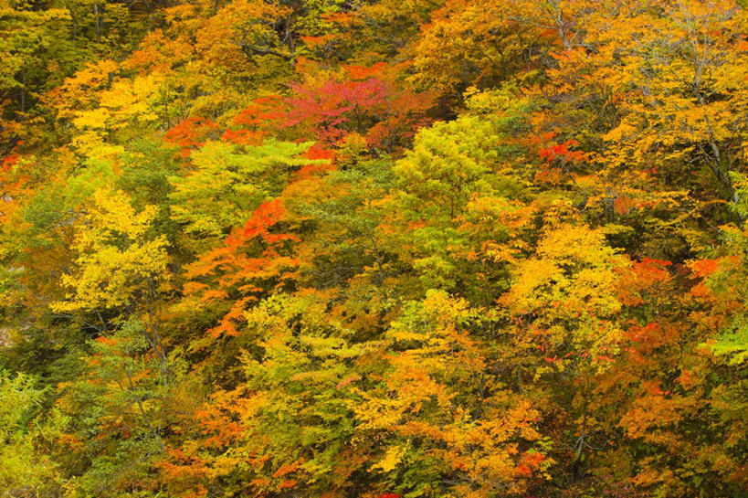无人,横图,俯视,室外,白天,旅游,度假,草地,草坪,美景,植物,日本,亚洲,阴影,光线,影子,景观,娱乐,草,树,树木,黄色,红色,绿色,阳光,自然,享受,休闲,景色,放松,生长,成长,自然风光,东亚,本州,本州岛,日本国,青森,青森县,东北地方,彩图,高角度拍摄
