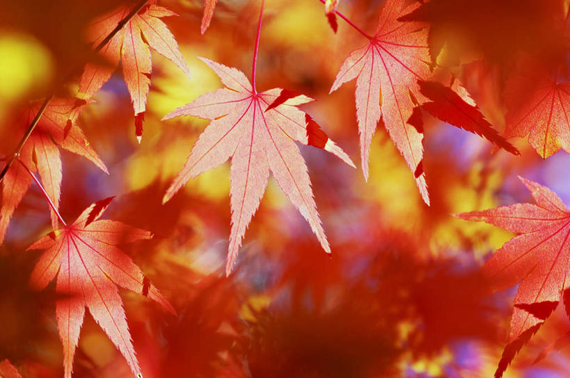 无人,横图,室外,白天,正面,旅游,度假,美景,叶子,京都,日本,亚洲,许多,阴影,朦胧,模糊,光线,影子,景观,枫叶,枯叶,落叶,娱乐,黄色,红色,阳光,自然,享受,休闲,景色,放松,京都府,枫树叶,自然风光,东亚,本州,本州岛,日本国,近畿地方,近畿,叶,叶片,彩图