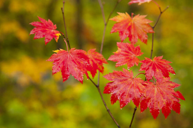 无人,横图,俯视,室外,特写,白天,旅游,度假,美景,植物,枫树,静物,叶子,日本,亚洲,朦胧,模糊,景观,枫叶,枯叶,落叶,娱乐,树,树木,黄色,红色,绿色,自然,享受,休闲,景色,放松,生长,成长,枫树叶,枫,自然风光,东亚,本州,本州岛,日本国,青森,青森县,东北地方,槭树,糖槭,十和田市,叶,叶片,彩图,高角度拍摄