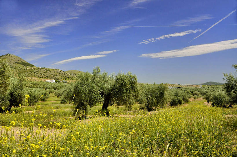 无人,果园,农田,横图,室外,白天,正面,旅游,度假,庄稼,农作物,美景,田园,植物,西班牙,欧洲,阴影,朦胧,模糊,光线,影子,景观,云,云朵,果树,云彩,娱乐,树,树木,蓝色,绿色,白云,蓝天,天空,阳光,自然,庄园,天,享受,休闲,景色,放松,生长,晴朗,成长,南欧,自然风光,西班牙王国,橄榄树,齐墩果,油橄榄,晴空,彩图,耕地,庄稼田