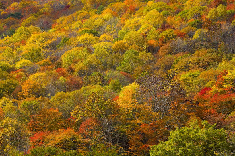 无人,横图,俯视,航拍,室外,白天,旅游,度假,美景,秋季,树林,植物,日本,亚洲,许多,朦胧,模糊,景观,娱乐,树,树木,绿色,自然,享受,休闲,景色,放松,生长,成长,鸟瞰,自然风光,东亚,本州,本州岛,日本国,岩手,岩手县,东北地方,八幡平,秋,秋天,彩图,高角度拍摄