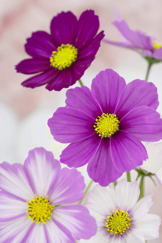无人,竖图,俯视,室内,特写,白天,白色背景,自由,幸福,三朵,朦胧,模糊,波斯菊,紫色,清洁,菊花,摄影,大波斯菊,影棚,吉祥,高洁,秋英,格桑花,秋樱,扫帚梅,八瓣梅,初恋,多情,彩图,高角度拍摄,影棚拍摄,拍摄,时光