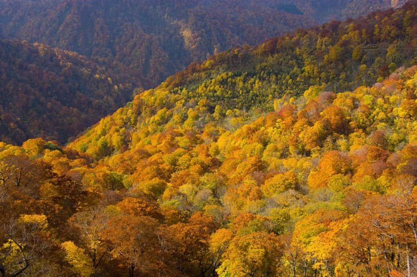 无人,横图,俯视,室外,白天,旅游,度假,草地,草坪,美景,秋季,森林,山,山脉,树林,植物,日本,亚洲,阴影,朦胧,模糊,光线,影子,景观,山峰,山峦,娱乐,草,树,树木,绿色,阳光,自然,群山,享受,休闲,景色,放松,生长,成长,自然风光,东亚,本州,本州岛,日本国,青森,青森县,东北地方,秋,秋天,彩图,高角度拍摄