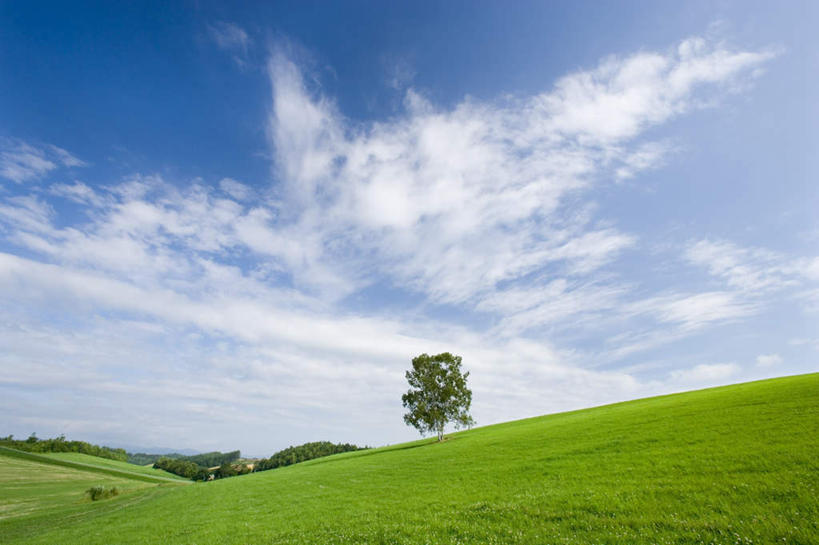 无人,横图,室外,白天,正面,草地,草坪,美景,植物,北海道,日本,亚洲,一棵,朦胧,模糊,景观,云,云朵,枝条,云彩,草,树,树干,树木,树枝,蓝色,绿色,白云,蓝天,天空,自然,天,景色,生长,晴朗,成长,自然风光,东亚,日本国,北海道地方,北海道岛,美瑛町,美瑛,晴空,彩图