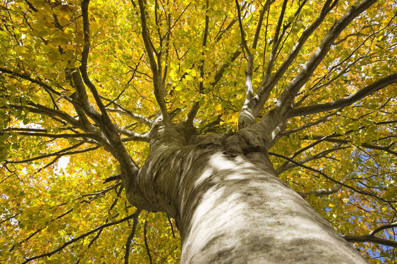 无人,横图,室外,白天,仰视,旅游,度假,美景,植物,银杏树,日本,亚洲,一棵,阴影,朦胧,模糊,光线,影子,景观,枝条,娱乐,树,树干,树木,树枝,蓝色,绿色,蓝天,天空,阳光,自然,天,享受,休闲,景色,放松,生长,晴朗,成长,自然风光,东亚,本州,万里无云,本州岛,日本国,青森,青森县,东北地方,鸭脚树,晴空,晴空万里,银杏,公孙树,白果,彩图,低角度拍摄