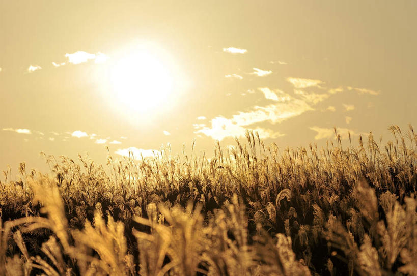 无人,农田,横图,室外,白天,仰视,旅游,度假,农业,庄稼,农作物,小麦,美景,奈良县,日本,亚洲,阴影,朦胧,模糊,光线,影子,稻田,景观,云,云朵,谷物,背光,云彩,娱乐,蓝色,白云,蓝天,天空,阳光,自然,天,享受,休闲,稻谷,稻子,景色,放松,麦子,晴朗,自然风光,逆光,东亚,本州,本州岛,日本国,近畿地方,奈良,近畿,晴空,彩图,低角度拍摄,耕地,庄稼田