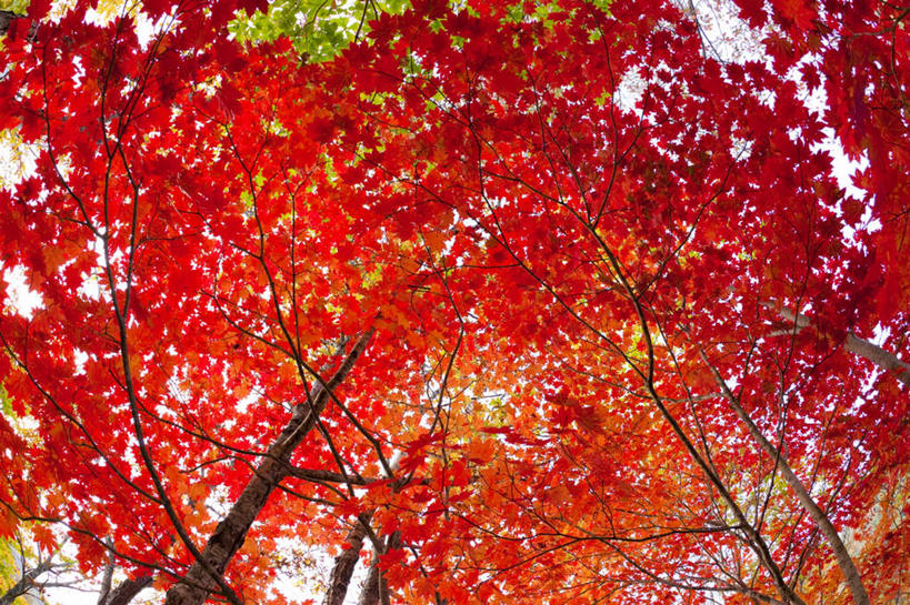 无人,横图,室外,白天,仰视,旅游,度假,美景,植物,叶子,日本,亚洲,一棵,朦胧,模糊,景观,枫叶,枯叶,落叶,娱乐,树,树木,黄色,红色,蓝色,绿色,蓝天,天空,自然,天,享受,休闲,景色,放松,生长,晴朗,成长,枫树叶,自然风光,东亚,本州,万里无云,本州岛,日本国,青森,青森县,东北地方,叶,叶片,晴空,晴空万里,彩图,低角度拍摄