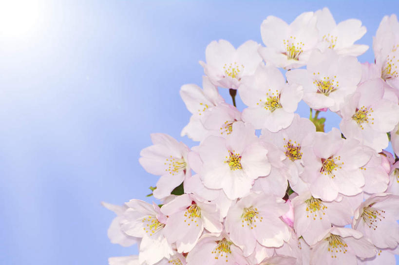 无人,横图,室外,白天,仰视,旅游,度假,美景,樱花,北海道,日本,亚洲,许多,朦胧,模糊,盛开,景观,背光,花蕾,娱乐,花,花瓣,花朵,鲜花,蓝色,白色,蓝天,天空,自然,天,花苞,花蕊,享受,休闲,景色,放松,晴朗,自然风光,逆光,东亚,万里无云,札幌,日本国,北海道地方,北海道岛,仙樱花,福岛樱,青肤樱,县厅,晴空,晴空万里,荆桃,彩图,低角度拍摄,札幌市