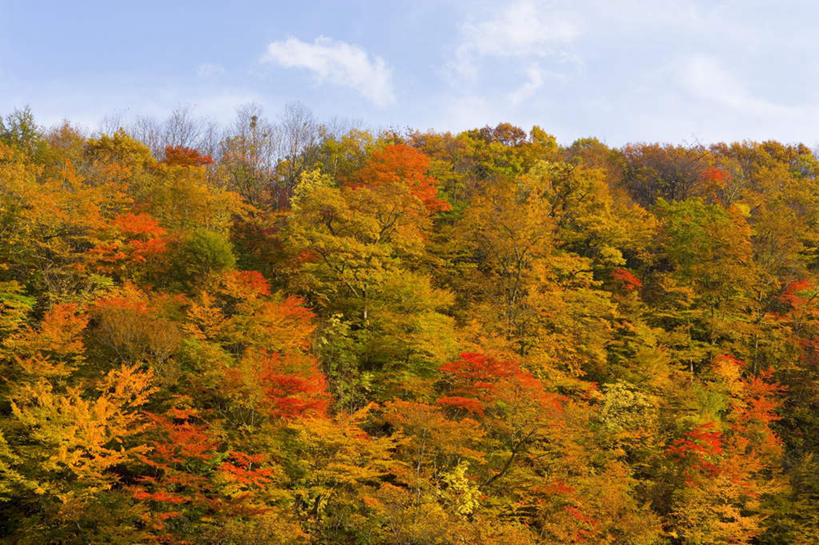 无人,横图,俯视,航拍,室外,白天,旅游,度假,美景,秋季,树林,植物,日本,亚洲,阴影,朦胧,模糊,光线,影子,景观,云,云朵,云彩,娱乐,树,树木,蓝色,绿色,白云,蓝天,天空,阳光,自然,天,享受,休闲,景色,放松,生长,晴朗,成长,鸟瞰,自然风光,东亚,本州,本州岛,日本国,岩手,岩手县,东北地方,晴空,秋,秋天,彩图,高角度拍摄