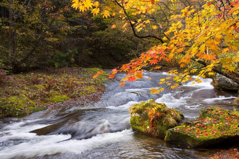 无人,横图,室外,白天,正面,旅游,度假,河流,礁石,石头,美景,树林,水,植物,日本,亚洲,阴影,波纹,飞溅,朦胧,模糊,溅,光线,石子,液体,影子,河水,景观,水滴,水流,娱乐,水珠,树,树木,绿色,水纹,小溪,阳光,自然,波浪,溪水,享受,休闲,景色,放松,生长,成长,喷洒,自然风光,东亚,本州,本州岛,日本国,青森,青森县,东北地方,十和田市,礁,石块,岩石,彩图