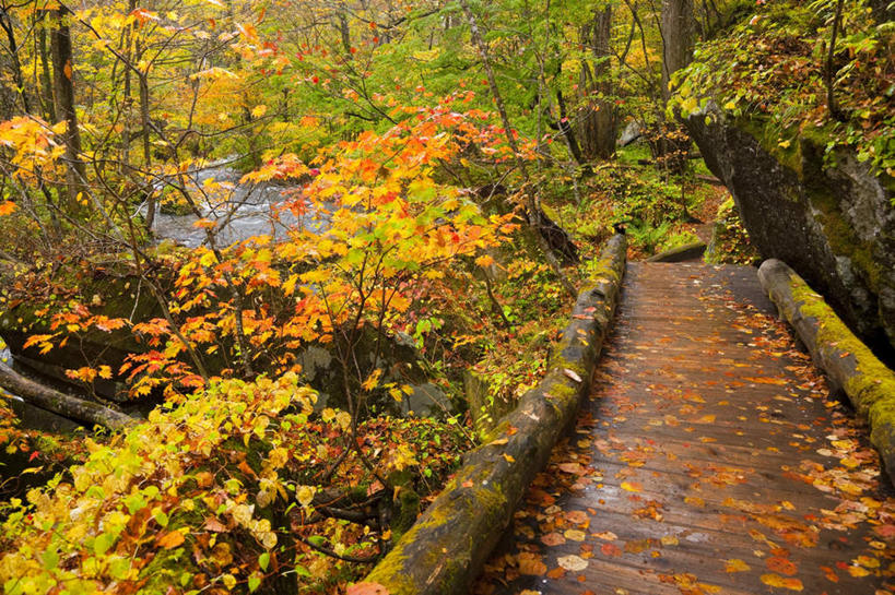 无人,横图,俯视,室外,白天,旅游,度假,草地,草坪,美景,树林,植物,道路,路,叶子,日本,亚洲,许多,朦胧,模糊,景观,小路,枯叶,落叶,交通,娱乐,草,树,树木,绿色,自然,享受,休闲,景色,放松,乡间小路,生长,成长,自然风光,东亚,本州,本州岛,日本国,青森,青森县,东北地方,十和田市,叶,叶片,彩图,高角度拍摄