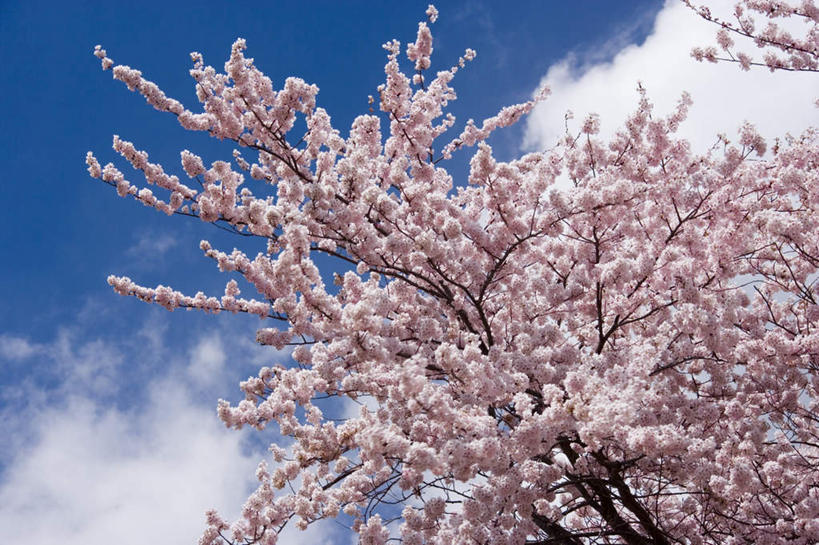 无人,横图,室外,白天,仰视,旅游,度假,幸福,纯洁,美景,樱花,日本,亚洲,许多,朦胧,模糊,盛开,景观,云,云朵,花蕾,云彩,娱乐,花,花瓣,花朵,鲜花,蓝色,白色,白云,蓝天,天空,自然,天,花苞,花蕊,享受,休闲,景色,放松,晴朗,等待,生命,自然风光,东亚,本州,本州岛,日本国,中部地方,山梨,山梨县,仙樱花,福岛樱,青肤樱,高尚,热烈,晴空,荆桃,彩图,低角度拍摄