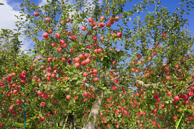 无人,横图,室外,白天,仰视,旅游,度假,美景,植物,苹果,水果,日本,亚洲,许多,新鲜,景观,云,云朵,生食,食品,果实,云彩,娱乐,树,树木,食物,红色,蓝色,绿色,白云,蓝天,天空,自然,天,享受,休闲,景色,放松,有机食品,绿色食品,生长,晴朗,成长,自然风光,苹果树,东亚,本州,本州岛,日本国,青森,青森县,东北地方,晴空,彩图,低角度拍摄