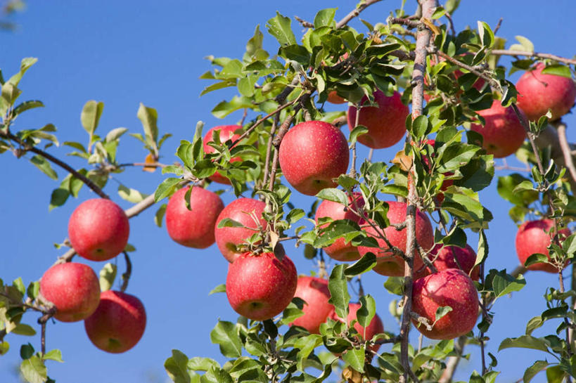 无人,横图,室外,白天,仰视,旅游,度假,美景,植物,苹果,水果,日本,亚洲,许多,新鲜,景观,云,云朵,生食,食品,果实,云彩,娱乐,树,树木,食物,红色,蓝色,绿色,白云,蓝天,天空,自然,天,享受,休闲,景色,放松,有机食品,绿色食品,生长,晴朗,成长,自然风光,苹果树,东亚,本州,本州岛,日本国,青森,青森县,东北地方,晴空,彩图,低角度拍摄