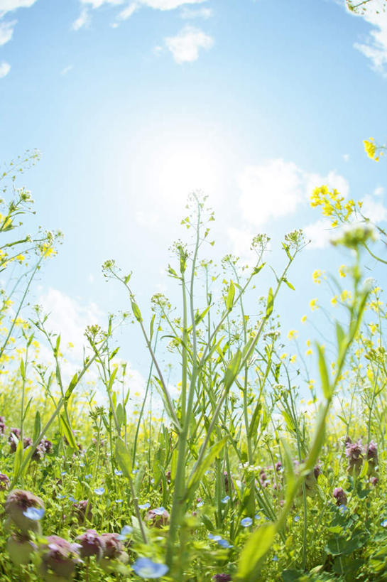 无人,竖图,室外,白天,仰视,旅游,度假,美景,长野县,日本,亚洲,许多,盛开,景观,云,云朵,野花,花蕾,云彩,娱乐,花,花瓣,花朵,鲜花,红色,蓝色,白色,白云,蓝天,天空,自然,天,花苞,花蕊,享受,休闲,景色,放松,晴朗,自然风光,东亚,本州,本州岛,日本国,中部地方,长野,晴空,彩图,低角度拍摄