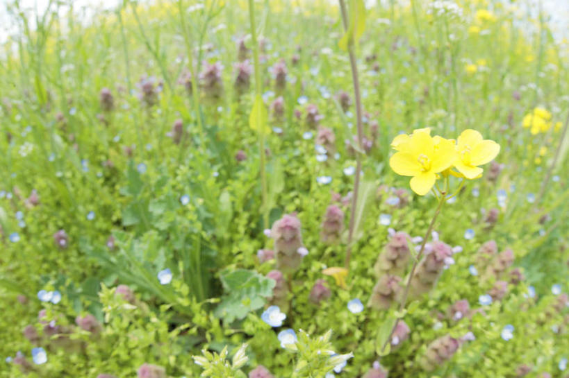 无人,横图,俯视,室外,白天,旅游,度假,花海,花圃,美景,植物,叶子,长野县,日本,亚洲,许多,盛开,景观,野花,花蕾,娱乐,花,花瓣,花朵,花卉,鲜花,黄色,蓝色,绿色,紫色,白色,蓝天,天空,自然,花丛,花束,花田,天,花苞,花蕊,享受,休闲,景色,放松,晴朗,自然风光,东亚,本州,万里无云,本州岛,日本国,中部地方,长野,晴空,晴空万里,彩图,高角度拍摄