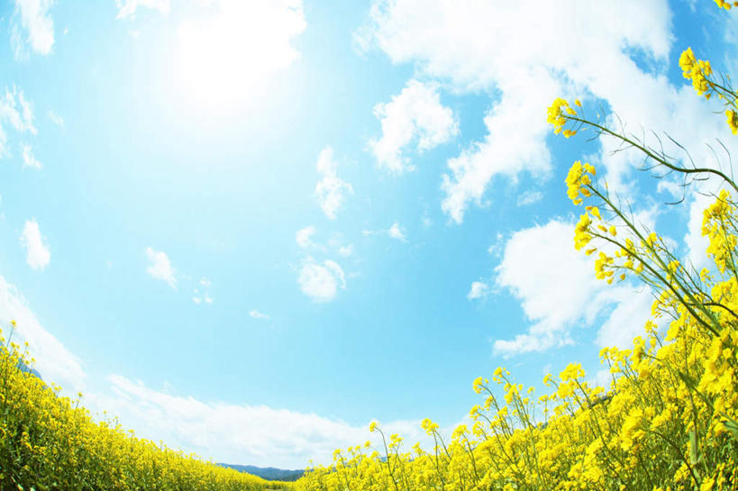 无人,横图,室外,白天,广角镜头,鱼眼镜头,仰视,旅游,度假,花海,花圃,美景,太阳,植物,叶子,长野县,日本,亚洲,许多,阴影,盛开,光线,影子,景观,云,云朵,花蕾,云彩,娱乐,花,花瓣,花朵,花卉,鲜花,黄色,蓝色,绿色,白云,蓝天,天空,阳光,自然,花丛,花束,花田,天,花苞,花蕊,油菜花,享受,休闲,景色,放松,晴朗,自然风光,东亚,本州,本州岛,日本国,中部地方,长野,晴空,彩图,低角度拍摄,芸苔,芸薹