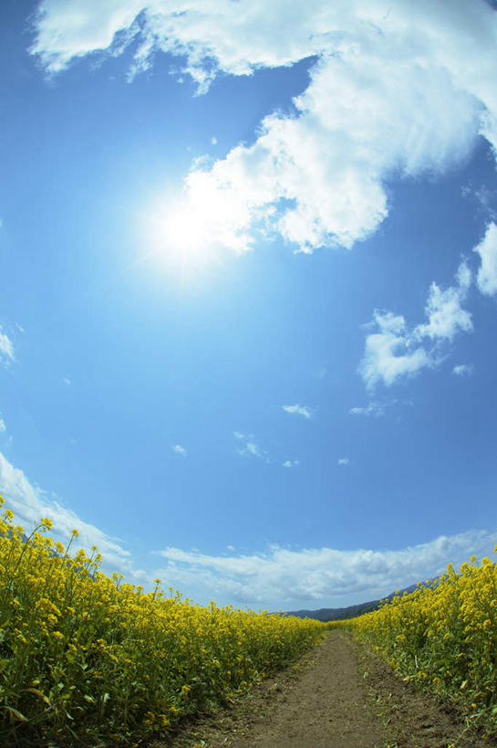 无人,竖图,室外,白天,广角镜头,鱼眼镜头,仰视,旅游,度假,花海,花圃,美景,太阳,植物,道路,路,叶子,长野县,日本,亚洲,许多,阴影,盛开,光线,影子,景观,云,云朵,小路,交通,花蕾,云彩,娱乐,花,花瓣,花朵,花卉,鲜花,黄色,蓝色,绿色,白云,蓝天,天空,阳光,自然,花丛,花束,花田,天,花苞,花蕊,油菜花,享受,休闲,景色,放松,乡间小路,晴朗,自然风光,东亚,本州,本州岛,日本国,中部地方,长野,晴空,彩图,低角度拍摄,芸苔,芸薹