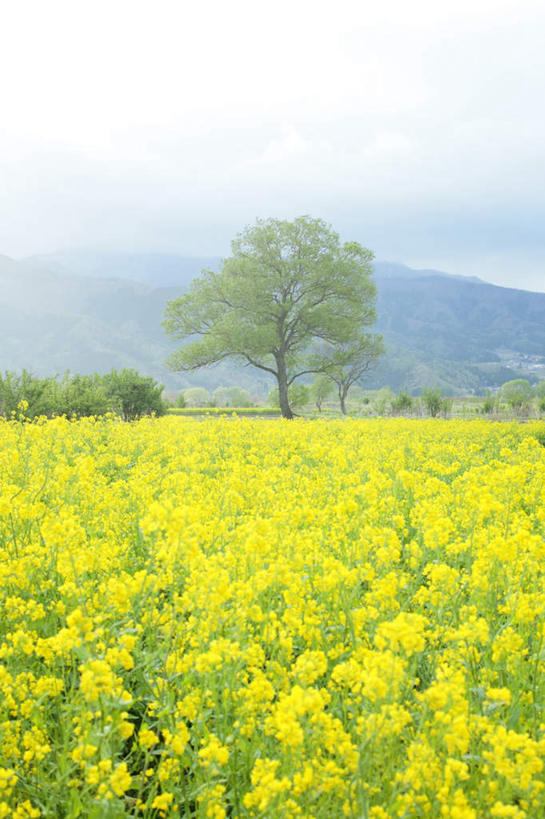 无人,竖图,室外,白天,正面,旅游,度假,花海,花圃,美景,山,山脉,植物,叶子,长野县,日本,亚洲,许多,盛开,景观,山峰,云,云朵,山峦,花蕾,云彩,娱乐,花,花瓣,花朵,花卉,鲜花,树,树木,黄色,蓝色,绿色,白云,蓝天,天空,自然,花丛,花束,花田,群山,天,花苞,花蕊,油菜花,享受,休闲,景色,放松,生长,晴朗,成长,自然风光,东亚,本州,本州岛,日本国,中部地方,长野,晴空,彩图,芸苔,芸薹