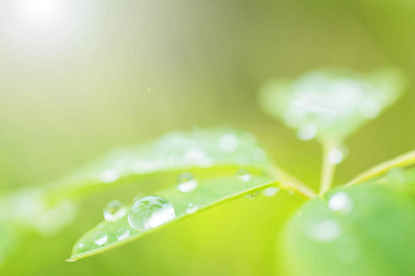 无人,横图,室外,特写,白天,正面,旅游,度假,美景,水,叶子,四片,朦胧,模糊,液体,景观,水滴,绿叶,娱乐,自然,露珠,享受,休闲,嫩叶,景色,放松,自然风光,叶,叶片,彩图