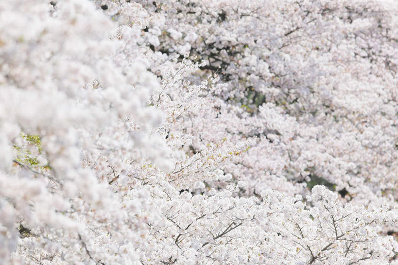 无人,横图,俯视,室外,白天,旅游,度假,美景,树林,植物,樱花,东京,日本,亚洲,许多,盛开,景观,樱花树,花蕾,娱乐,花,花瓣,花朵,鲜花,树,树木,绿色,白色,自然,花苞,花蕊,享受,休闲,景色,放松,生长,成长,自然风光,东亚,本州,关东地方,本州岛,日本国,东京都,仙樱花,福岛樱,青肤樱,荆桃,彩图,高角度拍摄