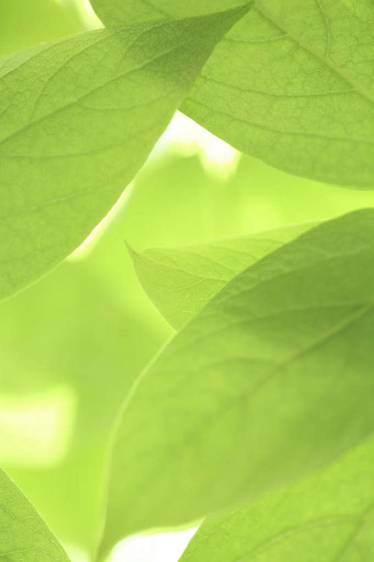 无人,竖图,室外,白天,白色背景,仰视,旅游,度假,美景,叶子,许多,阴影,光线,影子,景观,绿叶,娱乐,绿色,阳光,自然,享受,休闲,嫩叶,景色,放松,自然风光,叶,叶片,叶脉,彩图,低角度拍摄