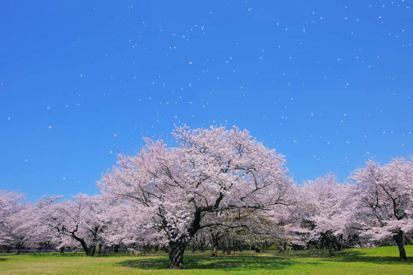 无人,横图,室外,白天,正面,旅游,度假,美景,植物,樱花,东京,日本,亚洲,许多,盛开,景观,樱花树,飘落,花蕾,娱乐,花,花瓣,花朵,鲜花,树,树木,粉色,蓝色,绿色,蓝天,天空,自然,天,花苞,花蕊,享受,休闲,景色,放松,生长,晴朗,成长,自然风光,东亚,本州,万里无云,关东地方,本州岛,日本国,东京都,仙樱花,福岛樱,青肤樱,晴空,晴空万里,荆桃,彩图