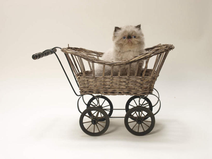 无人,坐,横图,俯视,室内,白天,白色背景,购物,消费,宠物,猫,购物车,朦胧,模糊,注视,动物,观察,看,可爱,金融,摄影,影棚,观看,察看,关注,猫咪,选购,贸易,喜马拉雅猫,血拼,坐着,彩图,高角度拍摄,全身,影棚拍摄,拍摄