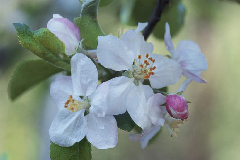 无人,横图,俯视,室外,特写,白天,旅游,度假,美景,叶子,三朵,朦胧,模糊,美白,景观,绿叶,娱乐,白色,自然,享受,休闲,嫩叶,景色,放松,清热,清香,自然风光,苹果花,陷阱,解毒,明目,叶,叶片,彩图,高角度拍摄