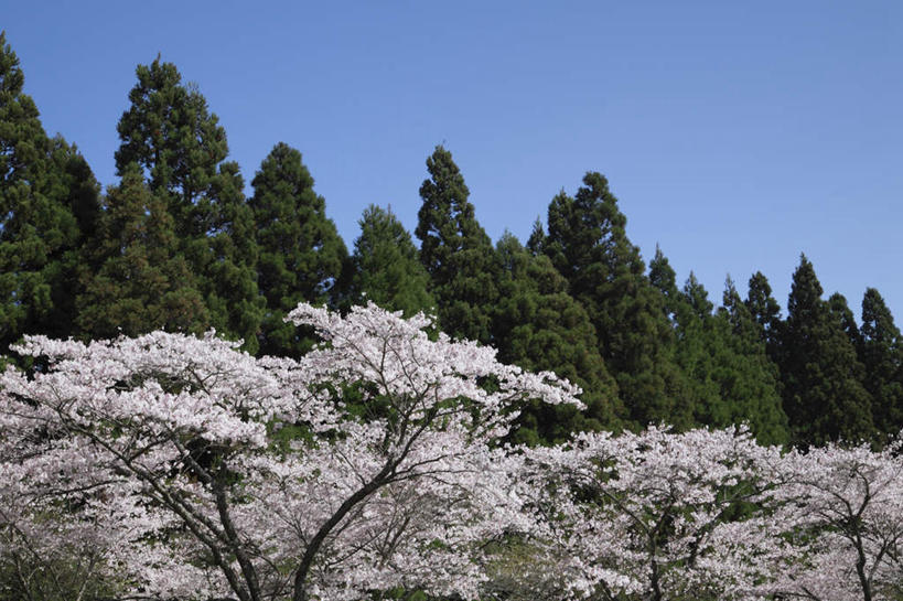 无人,横图,室外,白天,仰视,旅游,度假,美景,树林,植物,樱花,日本,亚洲,许多,盛开,景观,花蕾,娱乐,花,花瓣,花朵,鲜花,树,树木,粉色,蓝色,绿色,蓝天,天空,自然,天,花苞,花蕊,享受,休闲,景色,放松,生长,晴朗,成长,自然风光,东亚,万里无云,日本国,九州本岛,九州,九州岛,九州地方,熊本,熊本县,仙樱花,福岛樱,青肤樱,晴空,晴空万里,荆桃,彩图,低角度拍摄