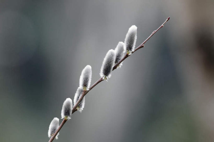 无人,横图,室外,特写,白天,正面,旅游,度假,自由,美景,日本,亚洲,朦胧,模糊,景观,猫柳,娱乐,自然,享受,休闲,景色,放松,大阪,生命,自然风光,东亚,本州,大阪府,本州岛,日本国,近畿地方,近畿,银芽柳,棉花柳,银柳,彩图