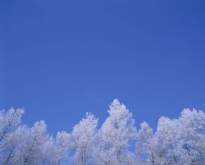 无人,横图,室外,白天,仰视,旅游,度假,美景,森林,树林,雪,植物,大雪,北海道,日本,亚洲,朦胧,模糊,积雪,景观,雪景,冬季,冬天,娱乐,树,树木,蓝色,绿色,蓝天,天空,自然,天,享受,休闲,景色,放松,寒冷,生长,晴朗,成长,自然风光,雾凇,东亚,万里无云,日本国,北海道地方,北海道岛,美瑛町,严寒,美瑛,晴空,晴空万里,彩图,低角度拍摄