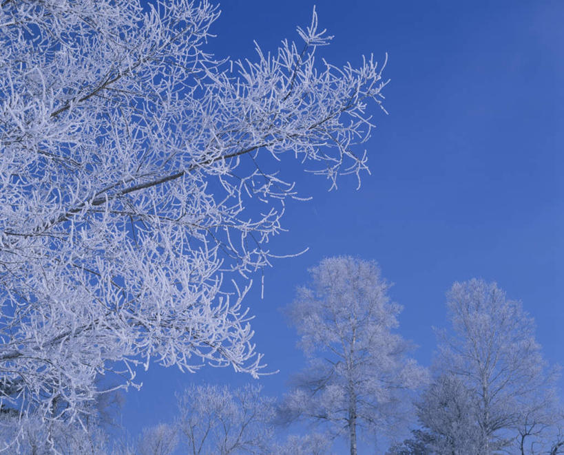 无人,横图,室外,白天,仰视,旅游,度假,美景,树林,雪,植物,大雪,北海道,日本,亚洲,朦胧,模糊,积雪,景观,雪景,冬季,冬天,娱乐,树,树木,蓝色,绿色,蓝天,天空,自然,天,享受,休闲,景色,放松,寒冷,生长,晴朗,成长,自然风光,雾凇,东亚,万里无云,日本国,北海道地方,北海道岛,美瑛町,严寒,美瑛,晴空,晴空万里,彩图,低角度拍摄