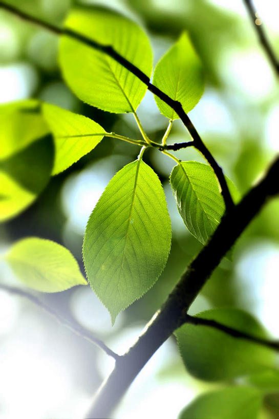 无人,竖图,室外,白天,仰视,旅游,美景,叶子,日本,亚洲,朦胧,模糊,景观,绿叶,树枝,蓝色,蓝天,天空,自然,天,嫩叶,景色,大阪,晴朗,自然风光,东亚,本州,万里无云,大阪府,本州岛,日本国,近畿地方,近畿,叶,叶片,晴空,晴空万里,彩图,低角度拍摄,游览