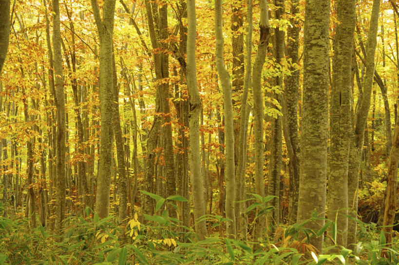 无人,横图,室外,白天,正面,旅游,美景,秋季,树林,植物,叶子,日本,亚洲,朦胧,模糊,景观,绿叶,树,树木,绿色,自然,嫩叶,景色,生长,成长,自然风光,东亚,本州,本州岛,日本国,青森,青森县,东北地方,十和田市,十和田,叶,叶片,秋,秋天,彩图,游览