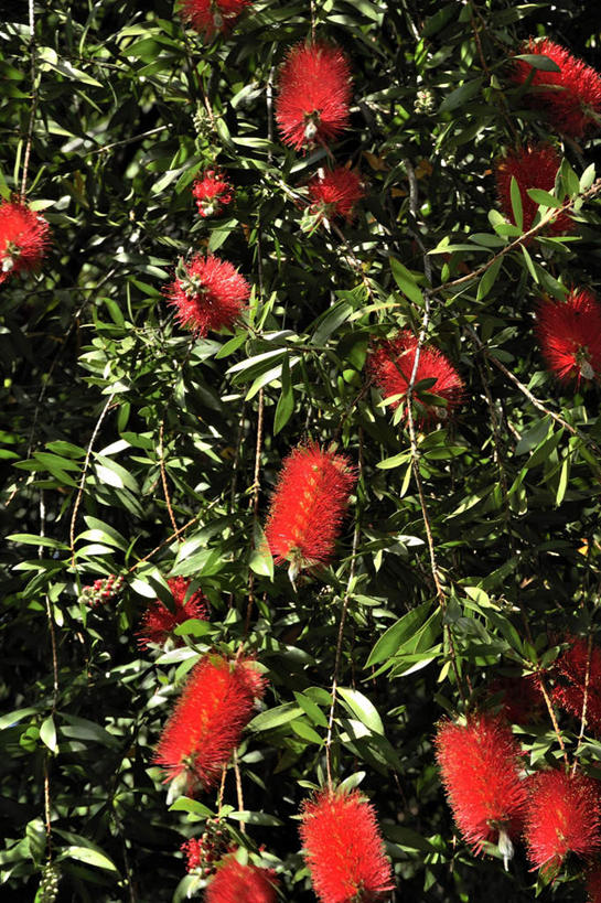 无人,竖图,室外,特写,白天,正面,旅游,美景,静物,叶子,日本,亚洲,朦胧,模糊,盛开,景观,绿叶,花蕾,花,花瓣,花朵,鲜花,红色,自然,花苞,花蕊,嫩叶,景色,大阪,自然风光,东亚,本州,大阪府,本州岛,日本国,近畿地方,近畿,鹿角菜,天花菜,叶,叶片,彩图,游览