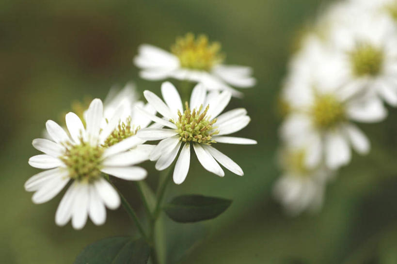 无人,横图,俯视,室外,特写,白天,旅游,度假,快乐,幸福,美景,叶子,日本,亚洲,阴影,朦胧,模糊,盛开,光线,影子,景观,绿叶,玛格丽特,花蕾,娱乐,雏菊,花,花瓣,花朵,鲜花,白色,阳光,自然,花苞,花蕊,享受,休闲,嫩叶,菊花,景色,放松,活力,希望,紫菀,坚强,自然风光,和平,东亚,离别,本州,关东地方,本州岛,日本国,延命菊,幸福花,春菊,马兰头花,崎玉,崎玉县,暗恋,纯情,单恋,天真,叶,叶片,彩图,高角度拍摄,愉快