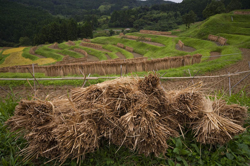 无人,农田,横图,室外,白天,正面,旅游,度假,农业,庄稼,农作物,草地,草坪,美景,森林,山,山脉,树林,植物,日本,亚洲,一堆,阴影,堆叠,堆积,光线,影子,草堆,稻田,景观,山峰,云,云朵,山峦,千叶县,云彩,娱乐,草,树,树木,蓝色,绿色,白云,蓝天,天空,阳光,自然,群山,天,享受,休闲,景色,放松,生长,成长,堆,自然风光,东亚,本州,关东地方,本州岛,日本国,千叶,彩图,耕地,庄稼田