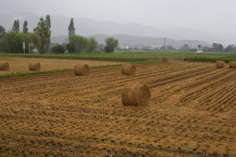 无人,农田,横图,室外,白天,正面,旅游,度假,农业,庄稼,农作物,草地,草坪,美景,森林,山,山脉,树林,植物,日本,亚洲,一排,许多,阴影,整齐,光线,影子,稻田,景观,山峰,云,云朵,干草,干草堆,山峦,千叶县,云彩,娱乐,草,树,树木,排列,蓝色,绿色,白云,蓝天,天空,阳光,自然,草垛,群山,天,享受,休闲,球体,景色,放松,生长,成长,队列,自然风光,圆柱体,东亚,本州,关东地方,本州岛,日本国,千叶,干草垛,彩图,耕地,庄稼田
