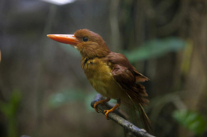 无人,站,横图,室外,特写,白天,侧面,旅游,度假,美景,植物,翠鸟,鸟,野生动物,东京,日本,亚洲,阴影,朦胧,模糊,光线,鸟类,影子,景观,注视,娱乐,树,树木,一只,绿色,阳光,自然,动物,观察,看,站着,享受,休闲,景色,放松,可爱,活泼,生长,成长,观看,察看,关注,自然风光,东亚,本州,关东地方,本州岛,日本国,东京都,鱼虎,鱼狗,大翠鸟,站立,彩图,全身