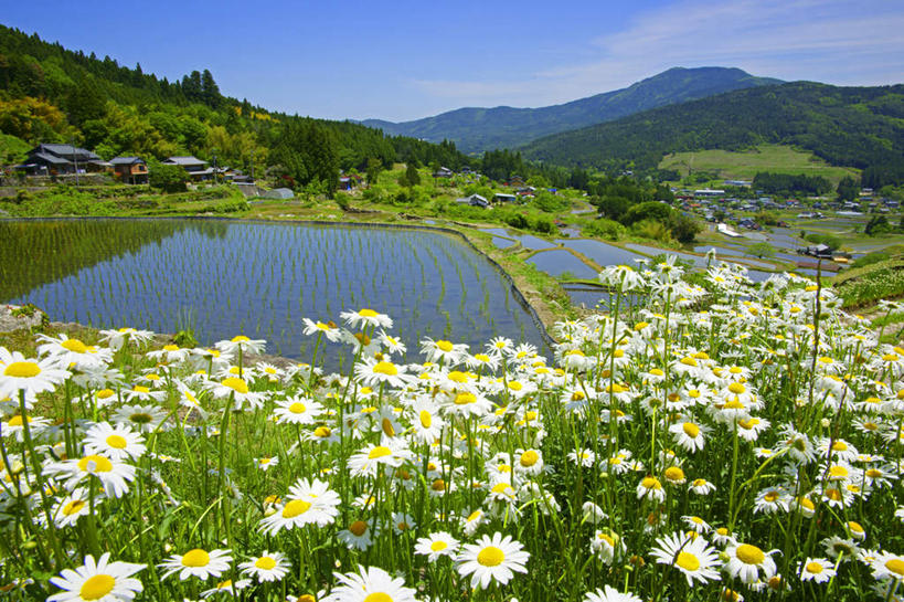 无人,家,农田,横图,室外,白天,正面,旅游,度假,农业,庄稼,农作物,花海,花圃,河流,美景,山,山脉,水,植物,叶子,日本,亚洲,许多,盛开,房屋,屋子,稻田,河水,景观,山峰,水流,绿叶,非洲菊,山峦,花蕾,娱乐,楼房,住宅,花,花瓣,花朵,花卉,鲜花,树,树木,蓝色,绿色,白色,蓝天,天空,自然,花丛,花田,群山,天,花苞,花蕊,享受,休闲,嫩叶,菊花,景色,放松,生长,晴朗,成长,自然风光,东亚,本州,万里无云,本州岛,日本国,中部地方,岐阜,岐阜县,扶郎花,灯盏花,千日菊,叶,叶片,晴空,晴空万里,彩图,耕地,庄稼田,房子