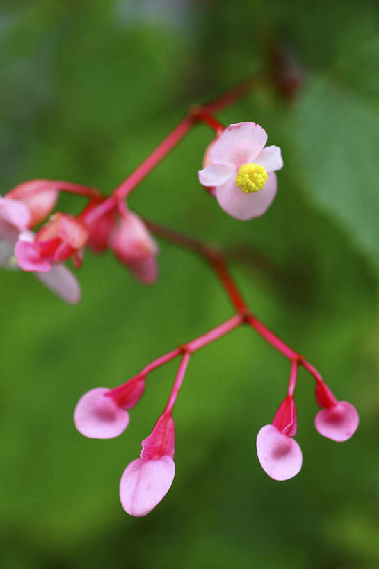 无人,竖图,俯视,室外,特写,白天,旅游,度假,美景,植物,日本,亚洲,许多,朦胧,模糊,盛开,景观,娱乐,花,花瓣,花朵,花卉,鲜花,粉色,自然,花蕊,享受,休闲,景色,放松,秋海棠,自然风光,东亚,本州,关东地方,本州岛,日本国,崎玉,崎玉县,岩丸子,彩图,高角度拍摄