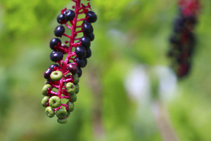 无人,横图,室外,特写,白天,正面,旅游,度假,美景,植物,浆果,日本,亚洲,许多,悬挂,阴影,朦胧,模糊,光线,影子,景观,娱乐,树枝,黑色,阳光,自然,享受,休闲,景色,放松,自然风光,东亚,本州,关东地方,本州岛,日本国,崎玉,崎玉县,垂序商陆,美国商陆,美洲商陆,商陆,十蕊商陆,彩图