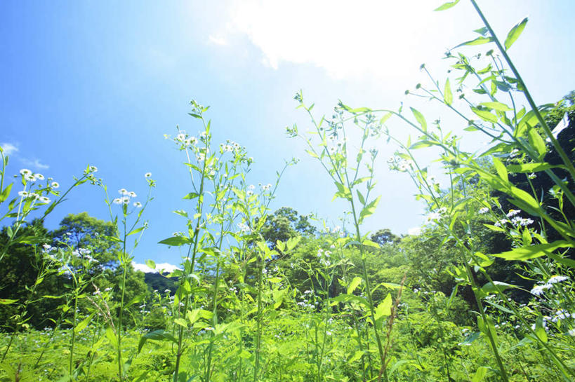 无人,横图,室外,白天,仰视,旅游,度假,草地,草坪,美景,植物,日本,亚洲,阴影,光线,影子,景观,云,云朵,云彩,娱乐,草,蓝色,绿色,白云,蓝天,天空,阳光,自然,天,享受,休闲,景色,放松,晴朗,自然风光,东亚,本州,本州岛,日本国,中国地方,鸟取,鸟取县,晴空,彩图,低角度拍摄