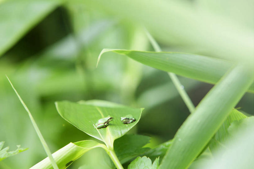 无人,横图,室外,白天,正面,旅游,度假,草地,草坪,美景,植物,日本,亚洲,阴影,朦胧,模糊,光线,影子,景观,娱乐,草,绿色,阳光,自然,享受,休闲,景色,放松,自然风光,东亚,本州,本州岛,日本国,中国地方,鸟取,鸟取县,彩图